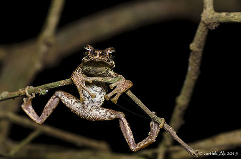 Crazy toad! - Pedostibes tuberculosus A malabar tree toad (Pedostibes tuberculosus) hanging from a twig next to a stream in a remote place in southern Karnataka. My first encounter with this endangered and endemic toad species from Western Ghats. I got to see more than 10 individuals within 100 meter radius. All were males. Calling out loud to attract the females. Females were nowhere to be seen. I feel this pre monsoon showers were not just enough to bring out the females not just in this species but other species of frogs that i came across. And the monsoon magic has started!! More to come :) Malabar tree toad,Pedostibes tuberculosus,amphibian,bufonidae,endangered,endemic,india,karnataka,malabar,pedostibes,toad,tree,tuberculosus,western ghats