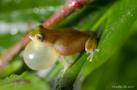 Variable bush frog - Raorchestes akroparallagi One of beautiful frog species from the western ghats. Like most bush frogs there are tiny and very hard to find in spite of their high pitch croaking sound. The males wait for the rains, as it rains the male start calling out loud for the females. 
That particular night would be a orchestra of bush frogs. I have heard calls of 1-2 males even in the morning after light showers. Raorchestes akroparallagi,bush frog,calling male,endemic,india,macro,monsoon,variable bush frog,western ghats