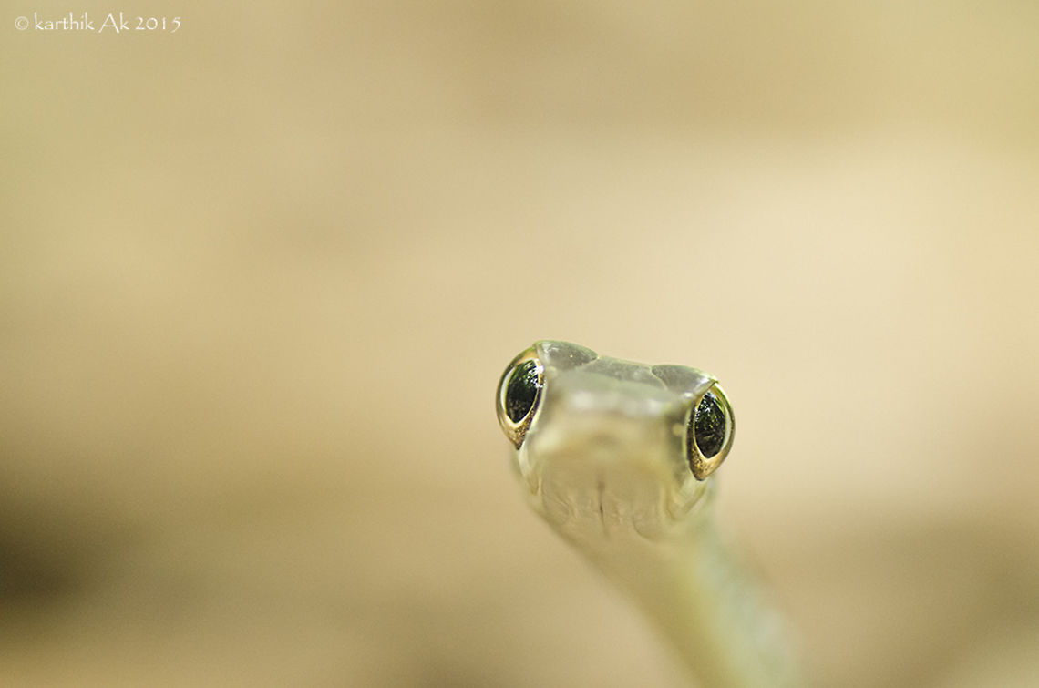 Large-eyed Bronzeback tree snake. It was a cool sunny day. The forest floor had little bit of moisture from the rains a week back. As we walked along the path filled with leaf litter, one of my accomplice stopped and said, a snake! over there! It was an endemic species of tree snake. It was right in front of us, a few feet from us.<br />
It was stunned like a statue, it was not moving. Its entire body was flat. It had transformed into a dry stick.One of the flattest snake that i have come across!<br />
I went close without making sudden movements and took some images. And from no where a frog jumped across the snake, the snake&#039;s head turned towards it. Then we thought there might be some drama. The frog leaped again and went further, the snake started chasing it, but before we could spot the frog and snake, both had disappeared into the leaf litter. The snake would have had his meal for sure!! The perfect camouflage and its lightening fast movement made us loose the sight!! Dendrelaphis grandoculis,Southern Bronzeback,bronzeback tree snake,endemic,india,karnataka,large eyed snake,tree snake,western ghats