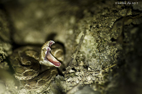 The tiny yet deadly jaws!!  Echis carinatus,bangalore,deadly,haemotoxic,india,karnataka,saw scaled viper,venomous,viper