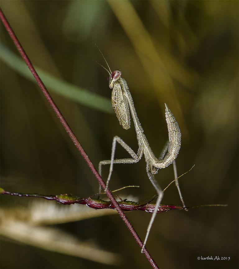Diamond studded mantis In the winters, the dew drops look like diamonds on the insects.<br />
The mantis was actually upside down, rotated the image intentionally. May be it was sleeping. Bangalore,Giant Asian mantis,Hierodula grandis,dew drops,green mantis,india,macro,mantis,nymph