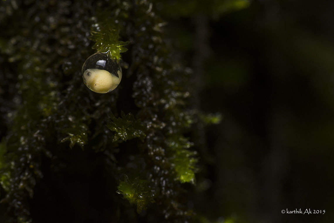 Hanging for life!! Last week my friend  and I were exploring one of the places rich in bio diversity in the Western Ghats - Amboli. There is so much life and action on macro scale. It is very delicate ecosystem. One of the wettest places i have ever been!!<br />
In monsoons, it rains heavily, when not the atmosphere is filled with fog. The visibility on a mid-day will be just around 10 feet, forget the night time. <br />
Sometimes it will be drizzling all the while or sometimes you can see fog and rain together!You can never see a dry patch anywhere in Amboli during the <br />
monsoon!! <br />
It was around 4 in the evening while exploring, we came across this spawn of eggs. The eggs were on bark of a tree with thick moss grown on them. They were not under any pond/stream or anywhere close to them. The eggs were already in advance stage of development. They had developed tiny little limbs, a tail,the eyes were prominent, the veins were visible in few of the eggs. Probably, the eggs would have hatched as frog-lets in couple of days.<br />
The placement of these precious eggs is so fascinating. The frogs choose to lay the eggs on bark of trees with thick moss. We came across many such spawns later. All except one was laid above 5 feet. The spawn that was lower was well hidden. One cannot get to see the eggs just by skimming the bark of the trees, you need to observe!!<br />
After spending some time with the eggs we decided to come back at night to try our luck to find out to which species the eggs belonged to!! The absence of <br />
rains was a disappointment! We saw many male Minervarya sahyadris frogs calling from trees with thick moss on them. We also saw couple of females close by. We planned to observe the entire behavior, but the females decided to head the other way.The lack of rains might be the reason. We came back the next day to check out the trees for any fresh eggs but there were none. <br />
This one egg was separate from the spawn, but still it is hanging for life. The struggle for survival of this individual has been started even before it is born. Hope this egg survives and hatch successfully! Amboli bush frog,Geotagged,India,Pseudophilautus amboli,Summer,development,egg,endangered,endemic,frog,froglet,india,macro,western ghats