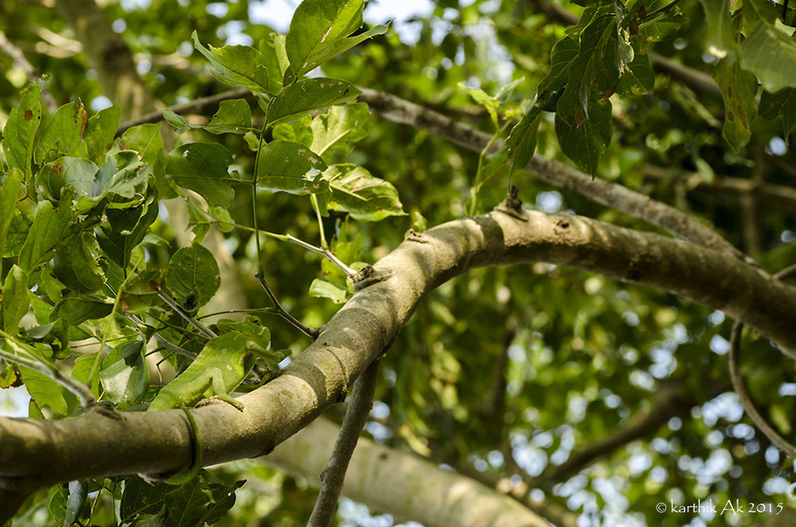 The Indian chameleon habitat  One of the beautiful reptiles on the planet. The most unique feature of them, is their ability to move their eyes independently. As you can see in the image, one eye is pointed at me, the other probably in front or side. It has evolved to process the images from its each eye separately. What an evolution!<br />
The placement of the eyes and the ability to move its eyes independently helps them to have a 360 degree vision. Chameleons are the only vertebrates to focus with one eye. Also chameleons hardly move their head. Observe their movement the next time you come across!<br />
<br />
Better version<br />
<a href="http://www.indianaturewatch.net/displayimage.php?id=537491" rel="nofollow">http://www.indianaturewatch.net/displayimage.php?id=537491</a><br />
<br />
More about these amazing reptiles<br />
<a href="http://twistedsifter.com/&hellip;/ten-things-you-didnt-know-about&hellip;/" rel="nofollow">http://twistedsifter.com/&hellip;/ten-things-you-didnt-know-about&hellip;/</a> Camouflage,Chamaeleo zeylanicus,Habitat shot,Indian chameleon,bangalore,india,karnataka,nikon,reptile,tamron,uniloc