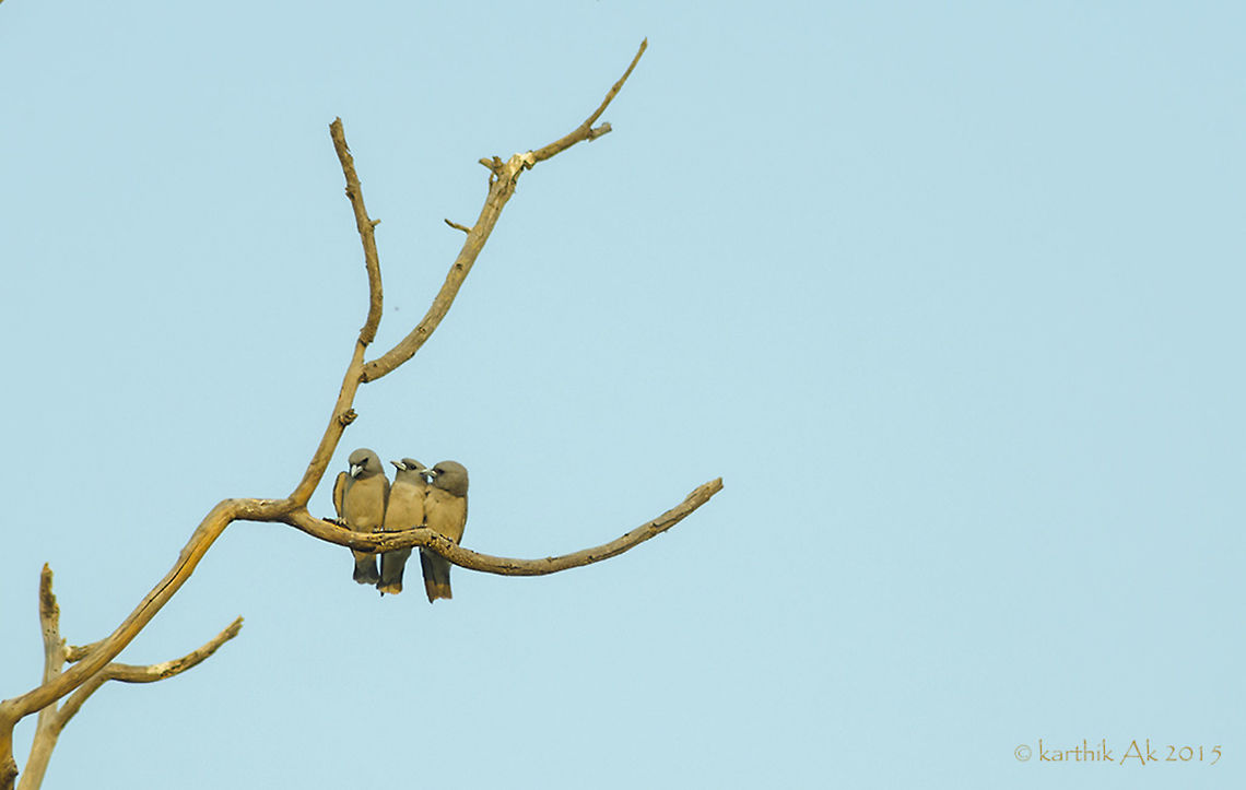 Evening gossip -- Ashy wood swallow - Artamus fuscus Ashy wood swallows are one of the common passerines that is found the south asia. They are usually in small groups perching on tall clear structures like bare trees. They hunt and feed on small insects.<br />
The tree on which these birds are perched is in the middle of a small pond. They were group of 4, the last year when we saw they were only 2. Good to see the increase in the numbers!!<br />
As the sun was setting the birds, one after the other came and huddled. The 4th one seemed to be still hungry he was behind a butterfly. Spent some good time filming these birds in the evening light.<br />
 Artamus fuscus,Ashy woodswallow,Passerines,ashy,bangalore,birds,evening,huddling,india,karnataka,wood swallow