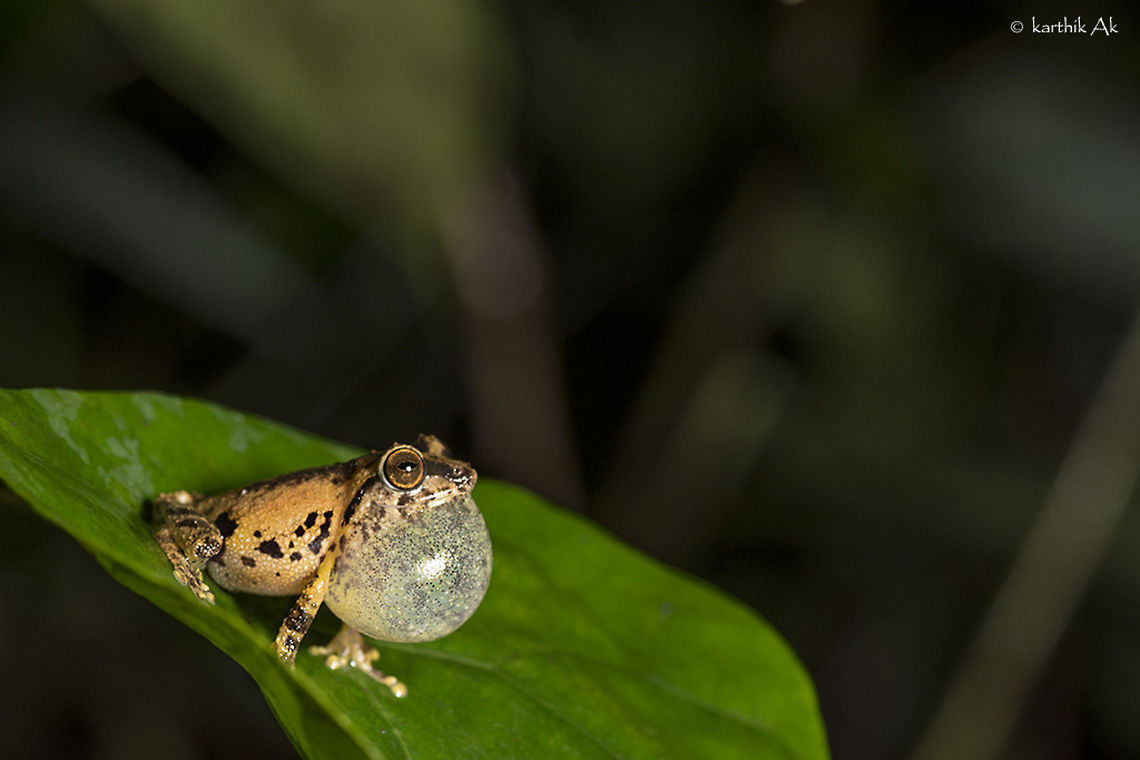 And the show began! Anil&#039;s bush frog - Raorchestes anili <br />
 <br />
The most beautiful specimen of this species that i have come across till now.<br />
He was on a tree at about 5 feet, calling out loudly. It took me a while to spot this guy. He seemed to be camera shy, always trying to face away from camera.While i was taking some record shots and it started to rain, then all of a sudden he was not there on the tree!!<br />
He was on this broad leaf that was a perfect stage for him.Then on he was least bothered about my presence, even the  sudden movement of to leaf due to the wind didn&#039;t bother him.<br />
 Anils bush frog,Raorchestes anili,anil's bush frog,bush frog,calling,coorg,croaking,endemic,india,karnataka,monsoon,raorchestes anili,western ghats