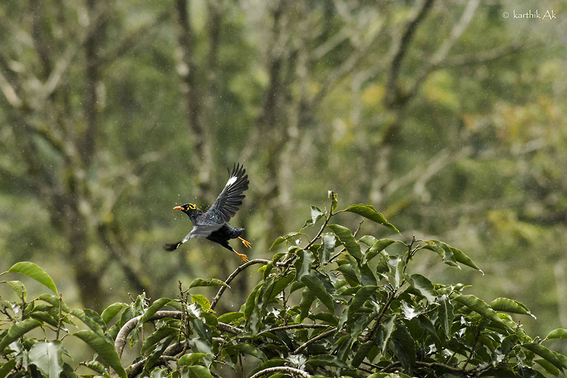 Fly in rain! A common hill myna in monsoon shower. Common Hill Myna,Common hill myna,Gracula  religiosa,bird,flight,india,karnataka,monsoon,myna,rain,western ghats