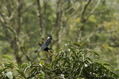 Fly in rain! A common hill myna in monsoon shower. Common Hill Myna,Common hill myna,Gracula  religiosa,bird,flight,india,karnataka,monsoon,myna,rain,western ghats