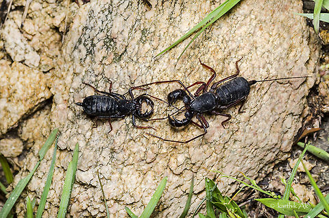 The Whip romance It was a cold misty moon lit winter night. Might have been a perfect setting for some romance for this couple!! I was surprised to the place chosen by this pair, it was the only rock in the surrounding and it was like a perfect stage!!
I was late for the show but anyways i didnt miss it :)

Like the scorpions the whip scorpions also involve in a mating ritual that looks like a dance. The "dance" is actually to test the of strength of male. I wanted to observe and document the behavior as long as the show continued but unfortunately had to retreat due to arrival of the jumbos!

More info on these insects - 
https://en.wikipedia.org/wiki/Thelyphonida Fall,Geotagged,India,Thelyphonida,arachnids,bangalore,courtship,india,karnataka,mating,romance,whip scorpion