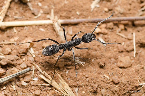 Ant with finger print pattern!! On a winter night while i was photographing a termite hill gecko in the dry deciduous forest of baneerghatta, Vipin showed this ant with finger print pattern on it. It was moving very fast and the ants were scattered looking for prey. It was very difficult to photograph an individual ant that moves in haphazard manner. One of these ants preyed on a helpless termites- will post the same some other day. Id help needed! A heavily cropped image!! Diacamma ceylonense,Greater Striated Bispinous Ant,ant,bangalore,fingerprint,india,karnataka