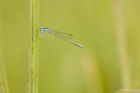 The tiny blue urban gem- Amphiallagma parvum One of the beautiful and common damsel flies in India. Though common like other damsel flies it is very difficult to spot.
Found this beauty while documenting spiders in baneerghatta.
 Amphiallagma parvum,Little Blue,Odonata,bangalore,blue,damselfly,green,india,karnataka,odonates
