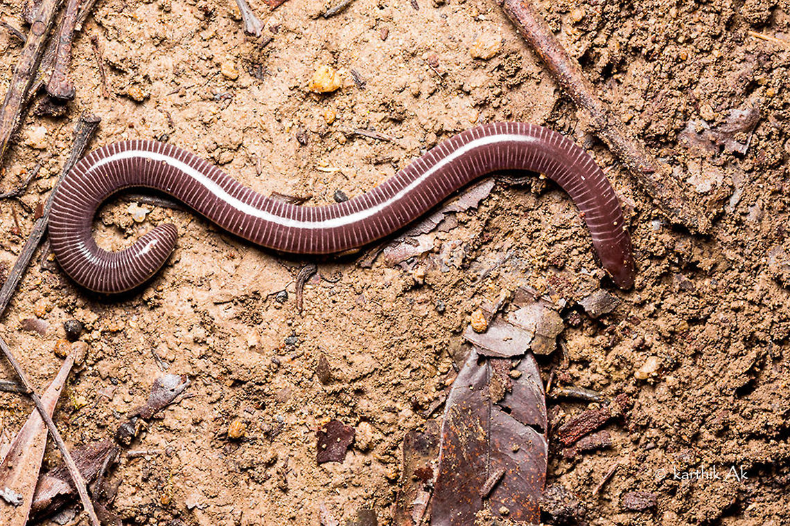 Long and legless but not a snake!! Caecilian - Uraeotyphlus sp | Coorg | Aug 2015 <br />
<br />
The place was not wet as it is supposed to be in this time of the year. We started exploring the forest floor. The leaves were almost dry with very little moisture. I started to look under the rocks and logs, only to find lots of termites and ants. One of the log was free of ants and termites, i knew there would be something but never thought i would see a caecilian. It was very calm and not moving. I had never seen a caecilian so calm. After documenting, left him under the same log under which he was found. Most of the caecilians that i have come across is during night and in streams. Earlier in july i came across 2 caecilian larvae in Agumbe in morning, in a small rain fed stream. They were very fast and were moving upstream. And a few adults in Amboli at night in streams. This was my first caecilian in this part of coorg!!  amphibian,caecilian,coorg,data deficient,india,karnataka,legless amphibian,monsoon,western ghats
