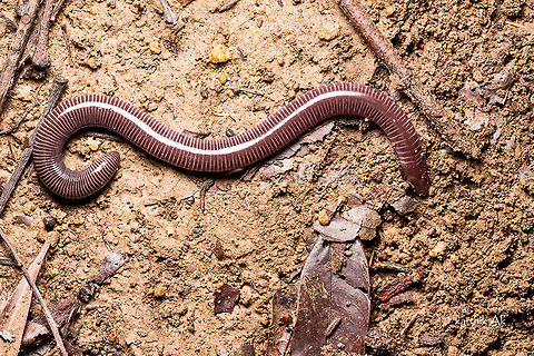 Long and legless but not a snake!! Caecilian - Uraeotyphlus sp | Coorg | Aug 2015 

The place was not wet as it is supposed to be in this time of the year. We started exploring the forest floor. The leaves were almost dry with very little moisture. I started to look under the rocks and logs, only to find lots of termites and ants. One of the log was free of ants and termites, i knew there would be something but never thought i would see a caecilian. It was very calm and not moving. I had never seen a caecilian so calm. After documenting, left him under the same log under which he was found. Most of the caecilians that i have come across is during night and in streams. Earlier in july i came across 2 caecilian larvae in Agumbe in morning, in a small rain fed stream. They were very fast and were moving upstream. And a few adults in Amboli at night in streams. This was my first caecilian in this part of coorg!!  amphibian,caecilian,coorg,data deficient,india,karnataka,legless amphibian,monsoon,western ghats