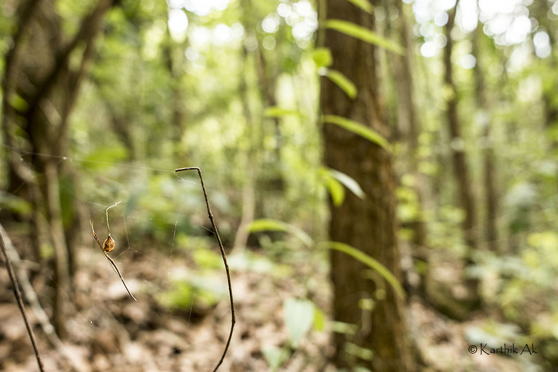 A twig habitat A marvelous species that i have ever come across!!<br />
Still wondering what it is? A twig mimic spider(Ariamnes sp) with its egg sac. Yes you read it, a twig mimic. I was able to spot it only because of its egg sack.<br />
What an evolutionary marvel. Its behavior, its location, every thing mimics of a twig. I wonder what all spiders can mimic!!<br />
With just few strands of web, i'm curious to see how it hunts. Hope i get to document this behavior very soon!!<br />
 bangalore,camouflage,egg sac,habitat,india,karnataka,mimicry,spider,twig,uniloc major 2300