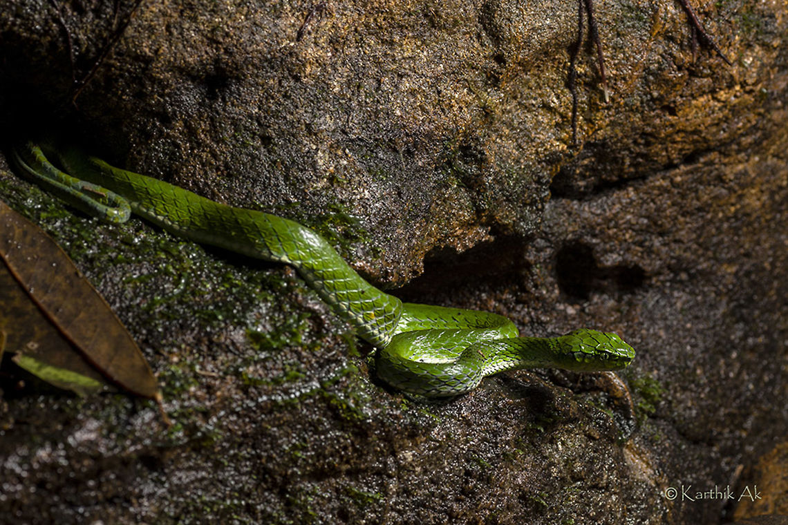 Large scaled pit viper One of the beautiful pit viper species found in the western ghats. There is only one morph of this species found so far and it sharply resembles the pit viper species(pope's pit viper) found in the north east India. One more interesting fact of this species of viper is they are oviparous i.e., they lay eggs. Then the question comes why are they grouped under family "Viperidae"? Trimeresurus macrolepis,endemic,india,kallakad mundanthurai tiger reserve,kmtr,monsoon,near threatened,tamil nadu,western ghats