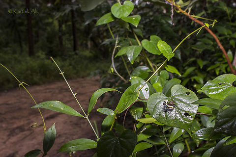 Master of mimicry - Bird dung spider For humans mimicry is an art, but for many species mimicry is an adaptation, a mechanism programmed deep in the DNA which enables a species to survive in a world where survival is not easy! This biological mimicry can be seen in single cellular organisms and multi-cellular organisms.

The most common predators of spiders are birds, geckos, wasps, spiders, other insects and fungi! The spiders has various adaptations to escape from the predators. Once such adaptions is to mimic as the feces of its prime predator. Here you can see one such adaption. A spider mimicking as a bird shit!! A crab spider evolved to mimic the bird shit/dung to avoid being preyed upon by the birds.

Came across this species in bangalore on a leaf along a path. The spider was seen in that particular place for 3 weeks and disappeared. The last time i saw it had grown very huge. It fed exclusively on green bottle fly. I'm not sure if the spider was choosy in its prey or perhaps it was just a co-incidence! Whatever it be it was amazing spotting.
Will share the close up image in a few days.  Bird Dropping Spider,Phrynarachne,Phrynarachne ceylonica,Phrynarachne decipiens,bangalore,bird dung,bird shit,habitat,india,karnataka,mimicry,spider