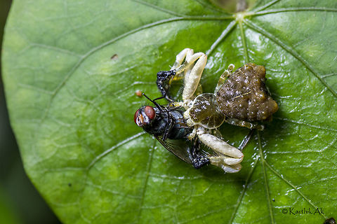 Master of mimicry - Bird dung spider Here is the macro image of Phrynarachne ceylonica which i had shared earlier. Bird Dropping Spider,Phrynarachne ceylonica,bangalore,blue bottle fly,india,karnataka,spider