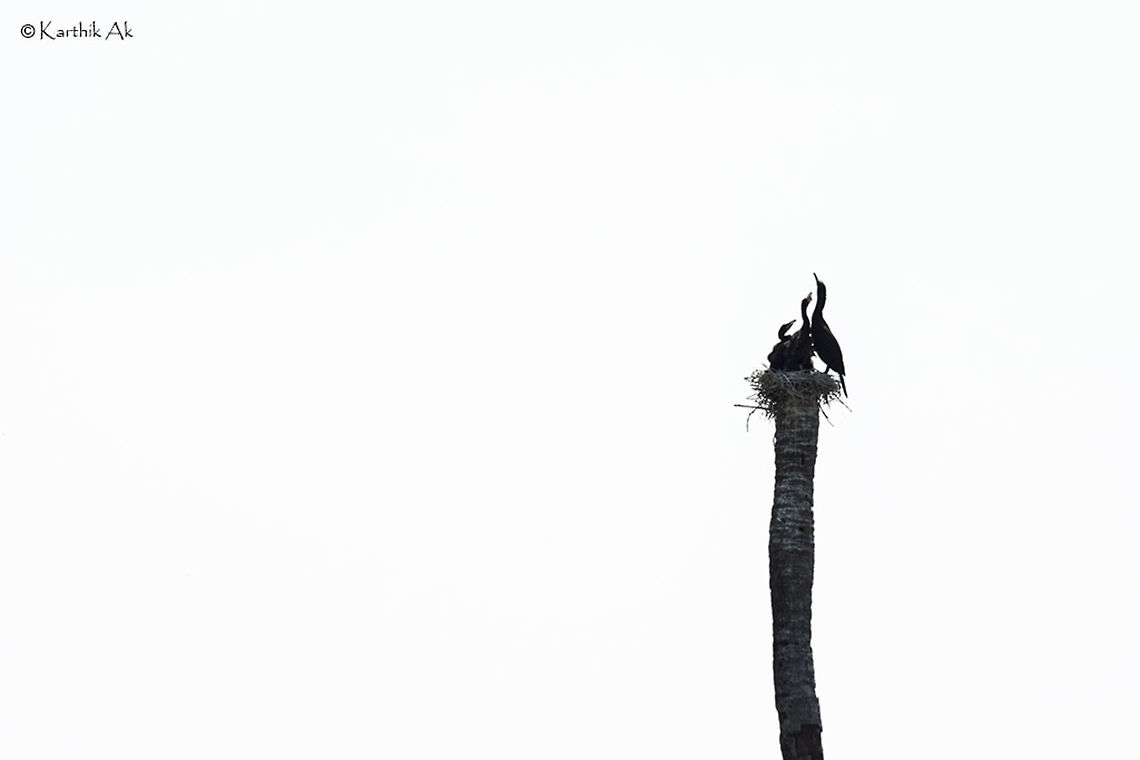 Home Alone! Never seen a water bird nest in such an open space. Wonder how the chicks were brought up with predators all around. This dead coconut tree was close to the bank of a lake. There were no other trees around. The nearest tree was probably around 50 feet from it. There were total 3 chicks and they were being fed by their parent!<br />
 Fall,Geotagged,India,Indian Cormorant,Phalacrocorax fuscicollis,bird,birds,chicks,cormorant,india,nature,nest,nestling,parenting,water bird,western ghats,wild,wildlife