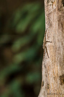 The flatty Glider spider - Selenops sp The flattest spider that i have ever seen. It is flatter than the flattest two tailed spider and the huntsman spider.
It was resting on a bark of a tree. Saw one more in the crevice of the bark. Probably they rest in these crevices during day, as they can be seen only once it gets dark.

There was an article about gliding spider. This spider does look like one of them. Here is the link to the article
http://www.smithsonianmag.com/science-nature/gliding-spiders-found-falling-tropical-trees-180956320/?no-ist bangalore,flat spider,flattest spider,gliding spider,india,karnataka,macro,spider