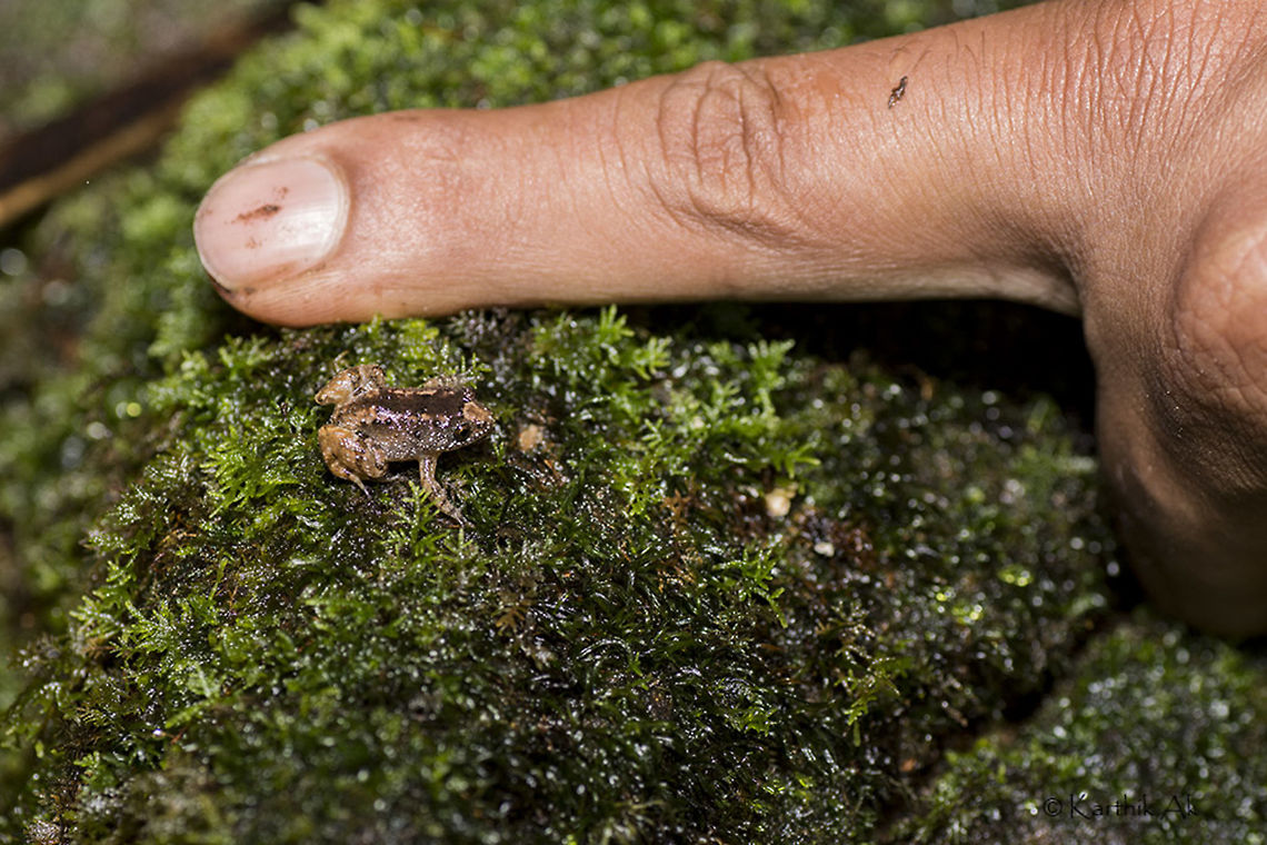 The Tiny beauty At just around 1.5cm it is the smallest and the most colorful night frog i have ever come across. It is an endemic and endangered species.<br />
<br />
There were calling from all around.The frogs being small and resting under leaf litter and rocks it was very difficult to see one. All i could do is listen to<br />
their calls. I didn&#039;t want to disturb the leaf litter and search, as there were chances of presence of eggs.<br />
<br />
Then after about 20 minutes of skimming the surface, this tiny chap showed himself!! It was the only specimen i could see. After taking some images left the place in search of other gems!!<br />
 Nyctibatrachus beddomii,beddomes night frog,dwarf,frog,india,kalakkad,kmtr,macro,manjolai,night frog,nycti,nyctibatrachus,pigmy,tamil nadu,tirunelveli,western ghats,wild,wildlife,wrinkled frog