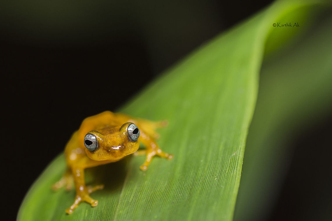 Manohari - The mesmerizing beauty One of the reed frog species that i was after during my recent visit to the southern most tip of the Ancient Western Ghats.<br />
I was looking for the even more stunning frog, then suddenly this guy popped up on one of Ochlandra reed leaf. He was facing away from me, initially i thought it to be blue eyed bush frog, which is found in parts of western ghats as we move upward. But then as he turned towards me, i was stunned by its beautiful eyes, then my friend Umesh said its manohari!!!. I was in awe seeing the beautiful frog. <br />
The frog is named after the dutiful PCCF T.M. TManoharan of Kerala. Manohari also means a beauty that steals ones heart!! It indeed stole my heart. What a beautiful specimen!.<br />
 Raorchestes manohari,data deficient,endemic,india,kalakkad,kmtr,manjolai,reed frog,western ghats