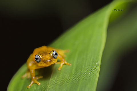 Manohari - The mesmerizing beauty One of the reed frog species that i was after during my recent visit to the southern most tip of the Ancient Western Ghats.
I was looking for the even more stunning frog, then suddenly this guy popped up on one of Ochlandra reed leaf. He was facing away from me, initially i thought it to be blue eyed bush frog, which is found in parts of western ghats as we move upward. But then as he turned towards me, i was stunned by its beautiful eyes, then my friend Umesh said its manohari!!!. I was in awe seeing the beautiful frog. 
The frog is named after the dutiful PCCF T.M. TManoharan of Kerala. Manohari also means a beauty that steals ones heart!! It indeed stole my heart. What a beautiful specimen!.
 Raorchestes manohari,data deficient,endemic,india,kalakkad,kmtr,manjolai,reed frog,western ghats