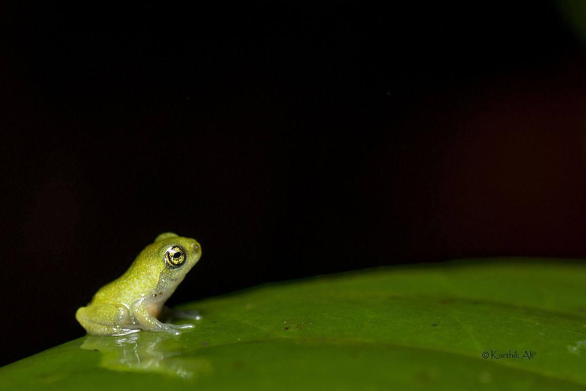 The Tiny Gem A beautiful frog species that was on my list since I started photographing these little gems of the Western Ghats. It was my first journey to southern part of the Ghats. It was my first longest one as well, a travel time of close to 16 hours!!<br />
It was windy,raining intermittently and very misty. Every frog I got was new to me, as most of them are found only in this range. As i was exploring saw this little froglet resting on the edge of the broad leaf. It was so beautiful. I was just admiring its beauty. I called Umesh to show him and confirm the Id. After a confirming he asked me did you take photo? only then i realised i was with my camera and started photographing it. It was very tough to get a decent image. This is the best i could manage. He was very tiny, about half the size our little finger nail. He must have been very young!! Endangered,Raorchestes chalazodes,bubble nest frog,endemic,froglet,india,reed frog,western ghats