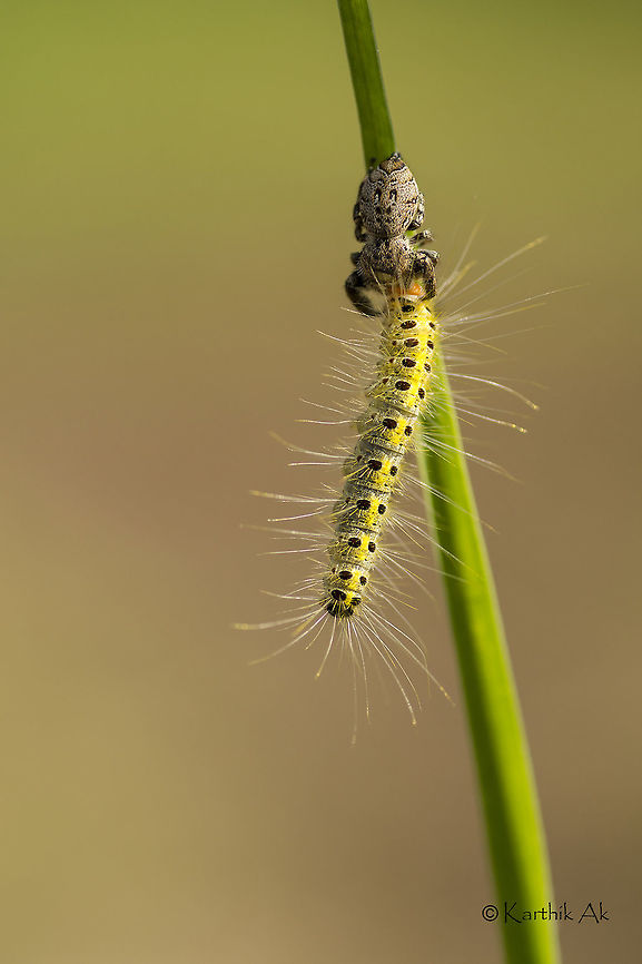 The Master Killer - Rhene jumping spider One of my friend who shoots spiders, once said about how these Rhene jumping spiders hunt other spiders with stealth.  They are one of the most powerful hunters among the spiders. I took his words lightly and thought they might be like any other jumping spider. <br />
It was on my annual visit to the edge of one of the water fall in the Western Ghats.  Every visit, i was offered something new.  It was packed with many first from this place. After spending one night, the next day we packed and were about to leave. Then suddenly this Rhene spider caught my attention. I didnt understand what me stare this spider. My friends called me to start the return journey, i didnt budge, my gaze fixed at the spider, then within a fraction of second, the spider caught this caterpillar. It went straight for its neck. The caterpillar with all its energy twisted just 2 times, but the venom was so powerful, it lost its battle in no time. <br />
It is definitely one of my best natural history moment in my wildlife journey.<br />
  Jumping Spider,action,brutal,caterpillar,india,kill,natural history moment,predator,prey,rhene,salticidae,spider,venom,western ghats