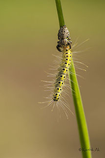 The Master Killer - Rhene jumping spider One of my friend who shoots spiders, once said about how these Rhene jumping spiders hunt other spiders with stealth.  They are one of the most powerful hunters among the spiders. I took his words lightly and thought they might be like any other jumping spider. 
It was on my annual visit to the edge of one of the water fall in the Western Ghats.  Every visit, i was offered something new.  It was packed with many first from this place. After spending one night, the next day we packed and were about to leave. Then suddenly this Rhene spider caught my attention. I didnt understand what me stare this spider. My friends called me to start the return journey, i didnt budge, my gaze fixed at the spider, then within a fraction of second, the spider caught this caterpillar. It went straight for its neck. The caterpillar with all its energy twisted just 2 times, but the venom was so powerful, it lost its battle in no time. 
It is definitely one of my best natural history moment in my wildlife journey.
  Jumping Spider,action,brutal,caterpillar,india,kill,natural history moment,predator,prey,rhene,salticidae,spider,venom,western ghats