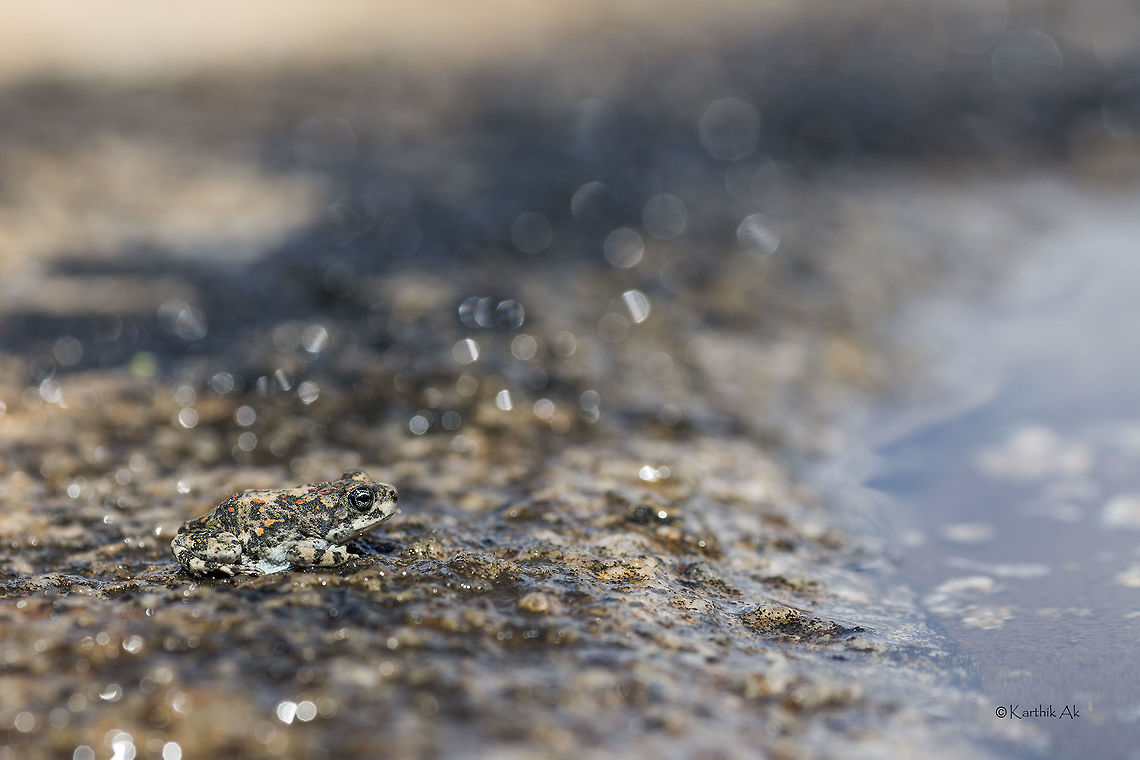 A surprise find My friends came across a toad species which we had never heard of, on a dry rocky mountain on a summer evening. They found only one adult specimen. I was shown the photo and i knew it was our first sighting. We found out this toad to be Guther's toad, first documented in Eastern Ghats.<br />
I had not seen the toad yet. I visited the rocky mountains several times but was not lucky. Then on a hot midday we came across as many as 8 individuals. They are so very well camouflaged. One can find the specimen only when it jumps. It was fun finding and photographing them. The hot rock due to harsh sun made this a challenging one!<br />
<br />
See how well the toad is camouflaged from below<br />
<a href="https://www.flickr.com/photos/karthikakm/22869774893/in/dateposted-public/" rel="nofollow">https://www.flickr.com/photos/karthikakm/22869774893/in/dateposted-public/</a> Bufonidae,Duttaphrynus hololius,bangalore,camouflage,india,karnataka,toad