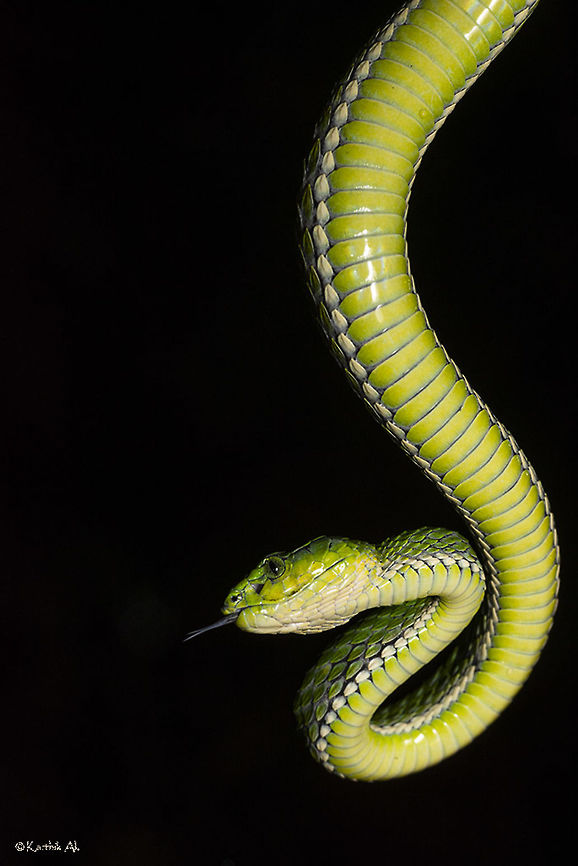 Large scaled pit viper - The ventral view Notice the white scales on both the sides. It looks more like the pit vipers found in the northeast. Trimeresurus macrolepis,india,monsoon,pit viper,reptile,tamil nadu,ventral scales,viper,western ghats,wild