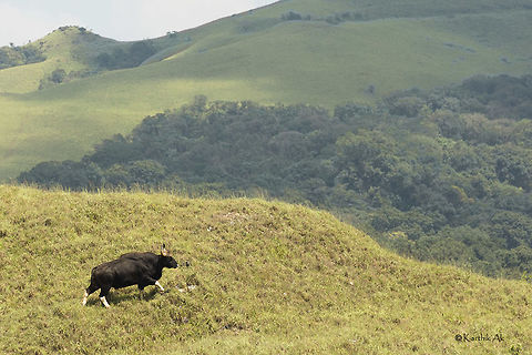 The Mighty Gaur. A bull Gaur walking in the shola grasslands in western ghats of Karnataka.
I have been visiting this place since 3 years.The Gaurscape that one gets to see here is very unique.  One should see the Gaurs in such beautiful landscape at least once in their lifetime. 
Its amazing!! Bos gaurus,Gaur,bull,grasslands,habitat,india,karnataka,landscape,shola,westernghats