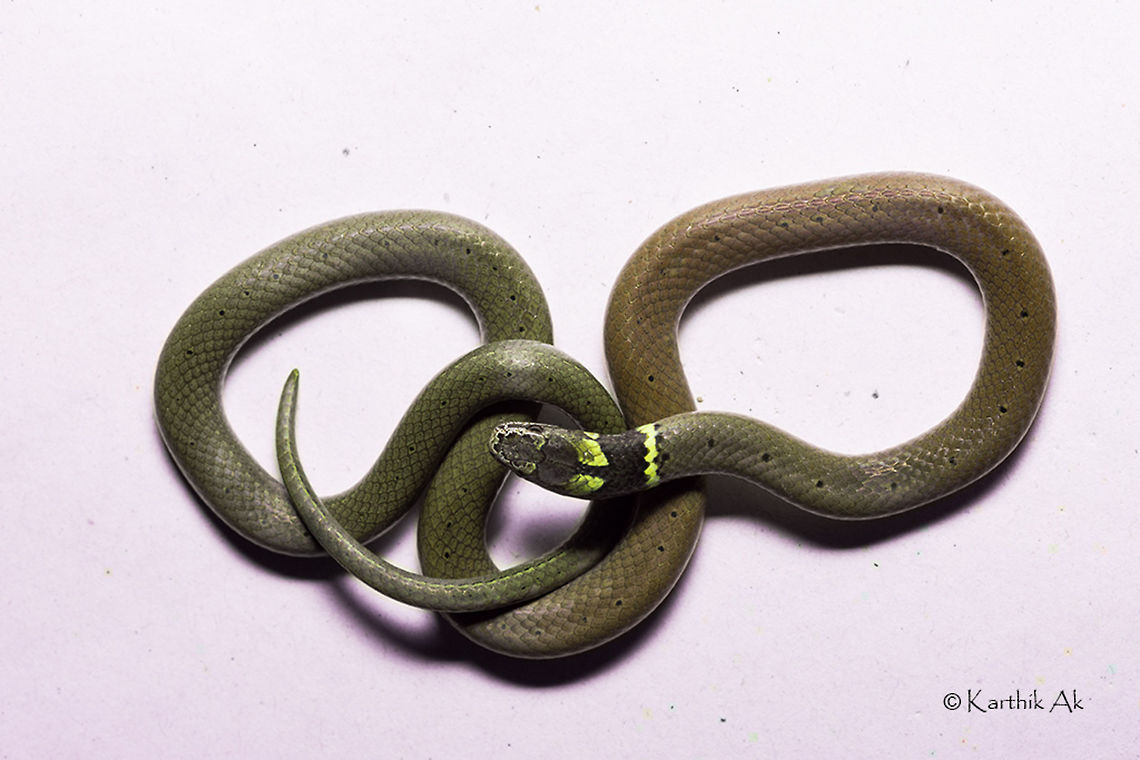 Dumeril's Black headed snake It was the first record in this part of bangalore. This year we saw many species being recorded from here.<br />
Hope the coming year is better than 2015.<br />
Happy new year friends :) Sibynophis subpunctatus,baneerughatta,bangalore,black headed snake,dumeril's,india,karnataka,non venmous,reptile,snake
