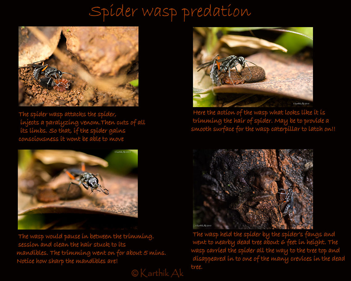 Spider wasp predation A short photo story of spider wasp preying on a wolf spider almost the same size. Macro world is more gruesome than the larger world. Usually many think the other way. But when you go smaller and smaller, the world seems to be more dangerous than you can imagine. The time is ticking very fast, It is a constant intense battle to sustain and flourish. Individual images can be seen here <a href="https://www.flickr.com/photos/karthikakm/albums/72157656824095394" rel="nofollow">https://www.flickr.com/photos/karthikakm/albums/72157656824095394</a> amboli,documentation,india,maharashtra,natural history,photo story,predation,prey,spider wasp,western ghats