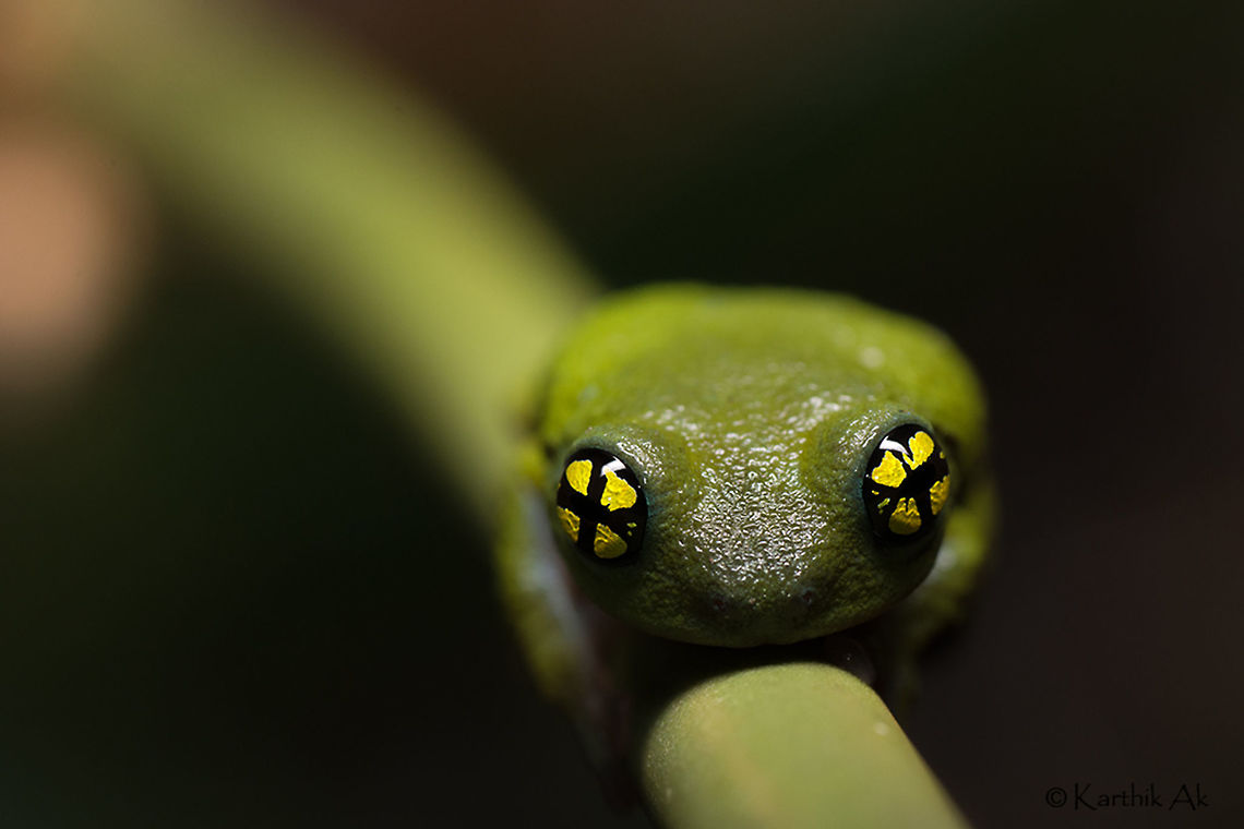 The Eyes  A macro image of  the one of the most beautiful eyes of the animal world. This particular frog was on my wish list ever since i saw a photo in 2013.  A critically endangered species, these frogs are very rare and have a very unique breeding behavior. They breed inside a reed. They only come out to feed. It was very tough finding and photographing it.  Raorchestes chalazodes,amphibian,critically endangered,endemic,frog,india,ochlandrae,reed frog