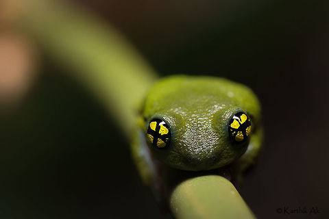 The Eyes  A macro image of  the one of the most beautiful eyes of the animal world. This particular frog was on my wish list ever since i saw a photo in 2013.  A critically endangered species, these frogs are very rare and have a very unique breeding behavior. They breed inside a reed. They only come out to feed. It was very tough finding and photographing it.  Raorchestes chalazodes,amphibian,critically endangered,endemic,frog,india,ochlandrae,reed frog