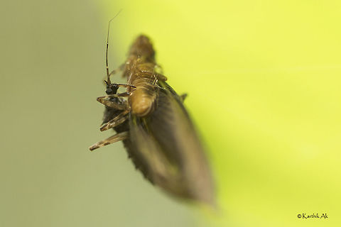 Stealing food or being an opportunist An assassin bug feasting on a female ant caught in a spider's web. It is amazing to see how the assassin bug is very carefully holding the ant without itself being caught in the web. assassin bug,bug,india,karnataka,macro,monsoon,natural history,spider