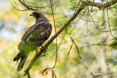 Oriental honey buzzard  Crested honey buzzard,Pernis ptilorhyncus,bangalore,bird,honey,india,karnataka,raptor,waiting game,wild