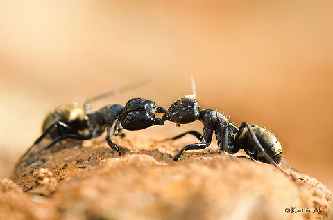 Big fight of the small world This behavior pictured here what looks like some passionate moments is not so. It was a very fierce battle between
the ants. They were fighting with all their strength, each trying to push the other. The bigger guy was pushing the smaller guy more. We were totally confused on what was happening!! There were no other ants in the vicinity. 
After walking a few hundred meters saw many heads of small ants. Saw couple of big guys carrying heads of the smaller ants as well. Then we realised it was an invasion!! We couldnt find the actual scene, probably it was over some time back.
Shooting an action sequence at macro level was a challenge, shooting macro against light was another challenge, happy that i managed to make a good image! Black garden ant,Lasius niger,ants,ants life,fight,india,invasion,macro,post monsoon,war,western ghats,wild