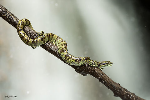 A malabar pit viper against backdrop of waterfall.  Malabar pit viper,Trimeresurus malabaricus,endemic,india,monsoon,pit viper,pits,venomous,waterfall,waterscape,western ghats