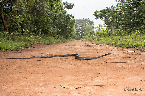 Common Indian rat snake  Oriental ratsnake,Ptyas mucosa,Snakes