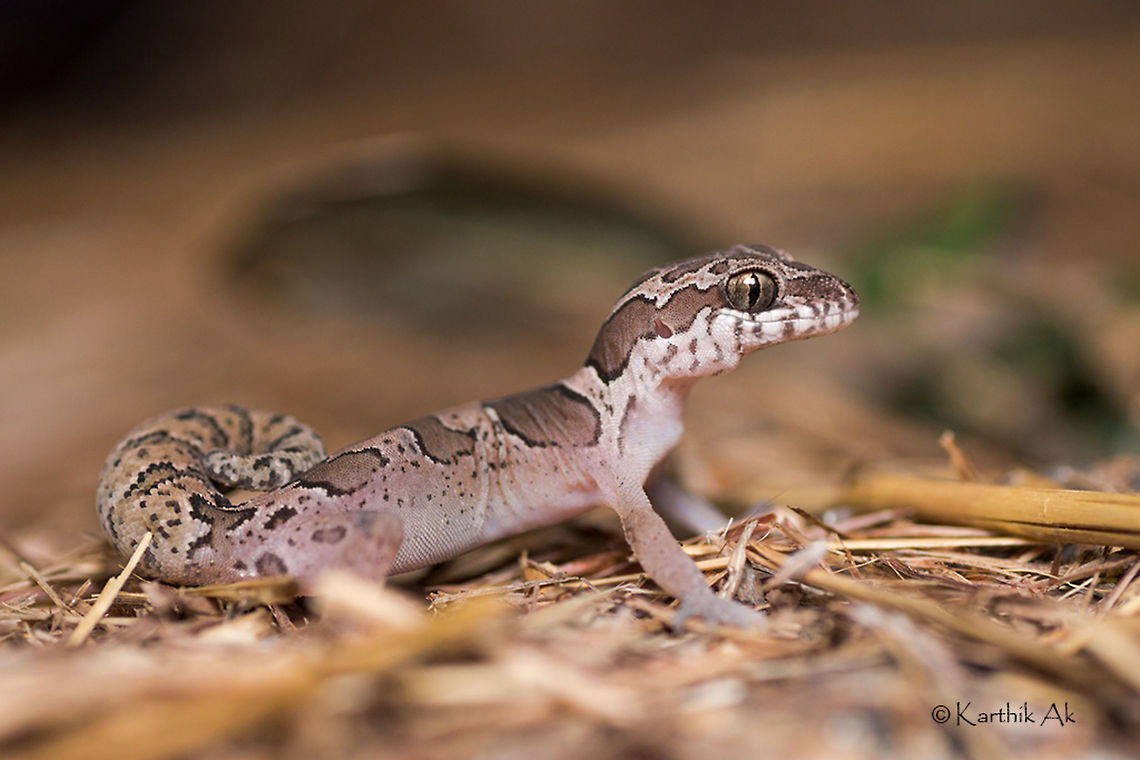 Kollegal ground gecko Profile One of the most beautiful, not so common widely distributed gecko species. It is distributed in India and Srilanka.<br />
It was first described from Kollegal, Mysore district in 1870 by Beddome. It was considered rare and confined to Southern India, until the many reports that came from Central India <br />
extending to Gujarat.<br />
A species that was on my wish list since a long time!! Geckoella collegalensis,Kollegal Ground Gecko,bangalore,gecko,ground gecko,india,karnataka,macro,profile,terrestrial