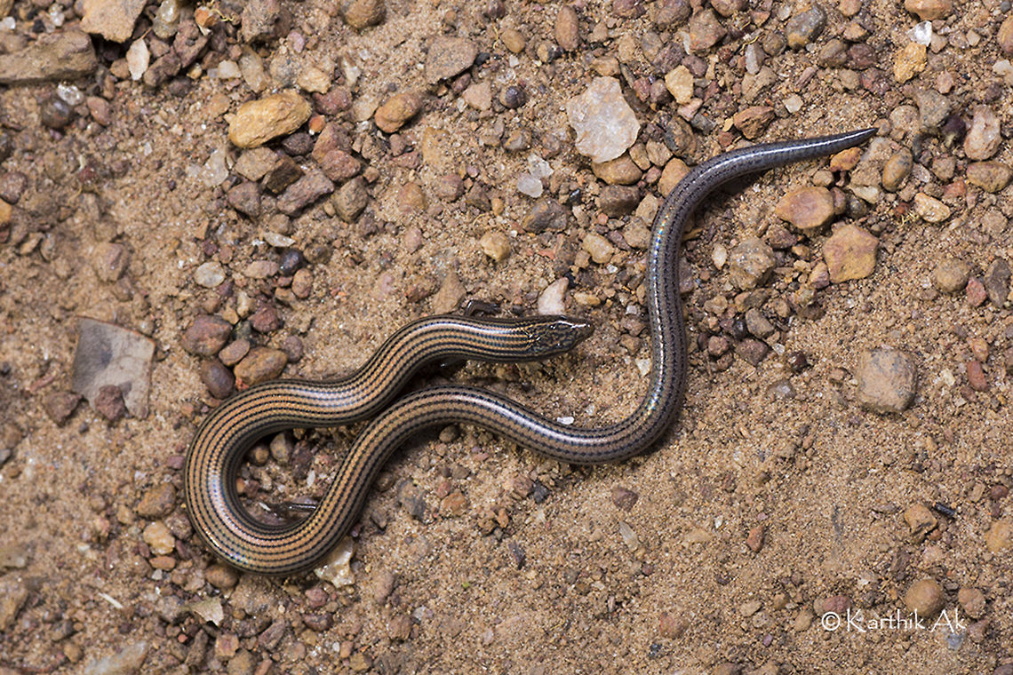 Lined writhing skink A species of lizard endemic to India. It is widely distributed and not so common. It is a beautiful skink with main characteristic feature of having golden lines running parallel, from its base of head to its tail. They have elongated body with very tiny limbs and tail almost 1/3rd of its body length. They usually move like a snake using their belly rather than using their tiny limbs.  Lined writhing skink,Lygosoma lineata,india,karnataka,lined,lizard,macro,monsoon,reptile,serpentine,sirsi,skink,western ghats