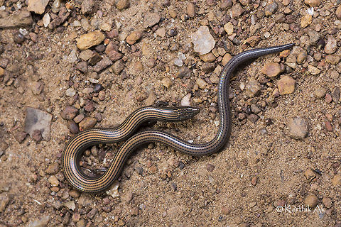 Lined writhing skink