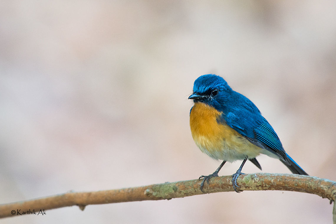 Tickell's blue flycatcher  Cyornis tickelliae,Tickells Blue Flycatcher,bangalore,bird,blue,flycatcher,india,karnataka,wild