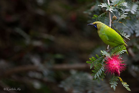 The Leaf bird A beautiful green bird that is common in the Indian subcontinent. They are usually found on trees, but they don't hesitate to get to shrubs if they find any delicacy like this one.


These leaf birds can mimic other birds calls as well. You can listen to the call from below link
http://www.xeno-canto.org/species/Chloropsis-jerdoni Chloropsis jerdoni,Jerdons leafbird,bird,green blue throat,india,karnataka,leaf,male bird,wild,wildlife