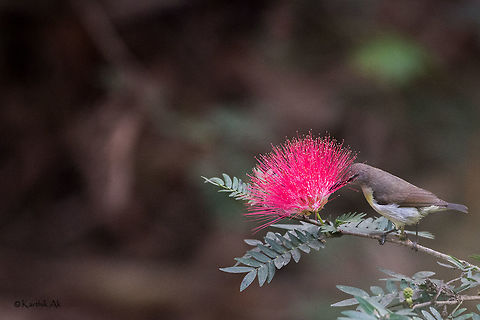 Purple-rumped sunbird  Leptocoma zeylonica,Purple-rumped sunbird,bangalore,behavior,bird,feeding,female bird,india,karnataka,sunbird,wild,wildlife