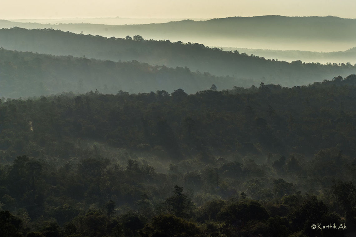 The heaven beside the concrete forest A misty morning in the last remaining forests of bangalore bangalore,forest,india,karnataka,landscape,morning