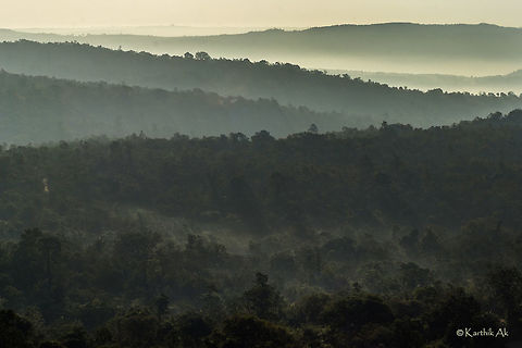 The heaven beside the concrete forest A misty morning in the last remaining forests of bangalore bangalore,forest,india,karnataka,landscape,morning
