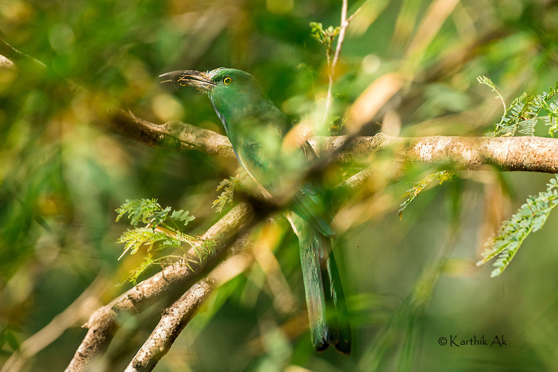 Blue bearded bee eater with kill  Nyctyornis athertoni,bangalore,bird,blue bearded bee eater,greatnature,india,karnataka,nikkor,nikon,uniloc,wild