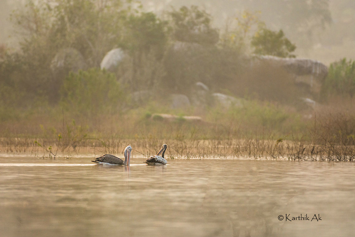 Spot Billed Pelican  Pelecanus philippensis,Spot-billed pelican,birds,greatnature,india,karnataka,lake,morning,near threatened,nikkor,nikon,water bird,wild